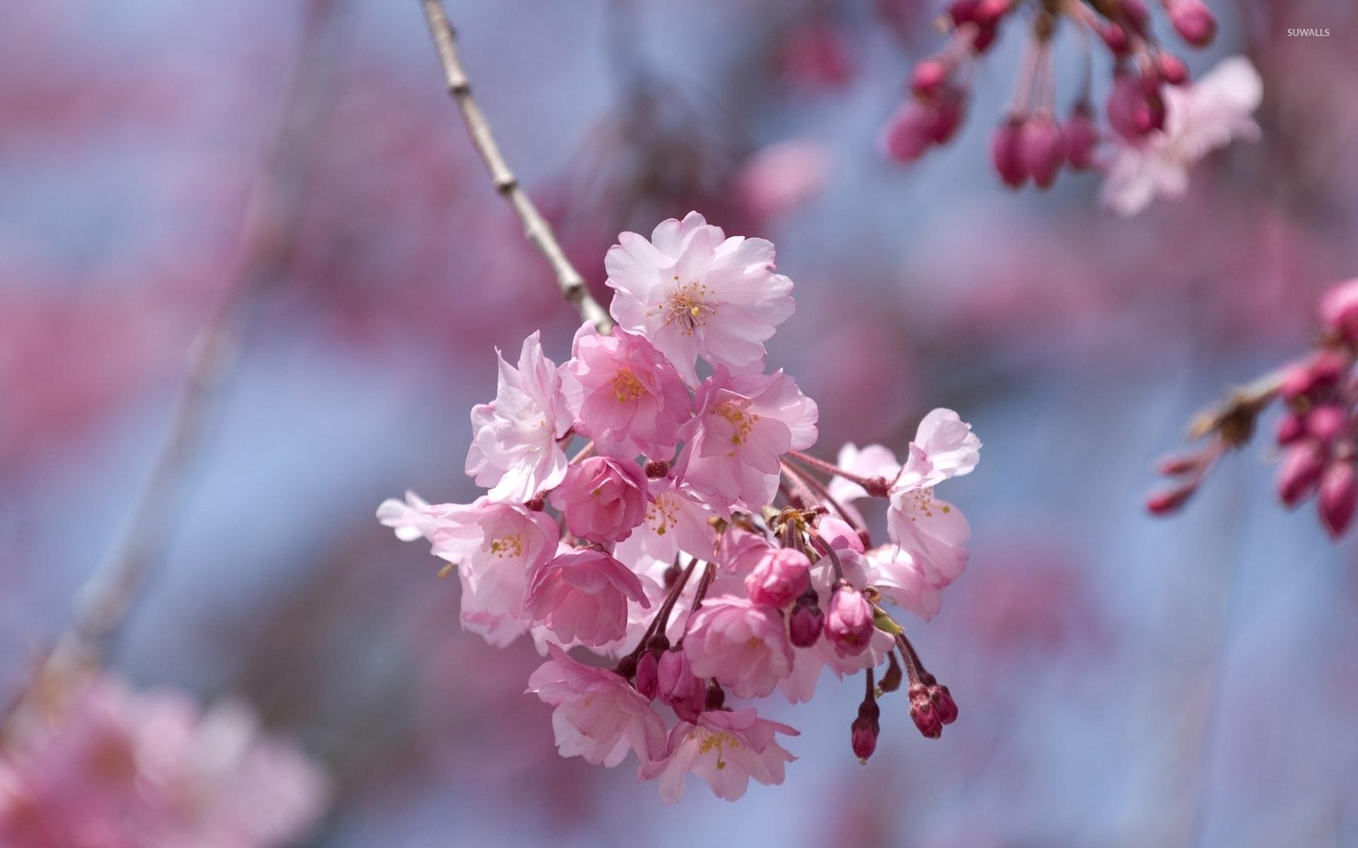 Pink cherry blossoms in a spring tree wallpaper