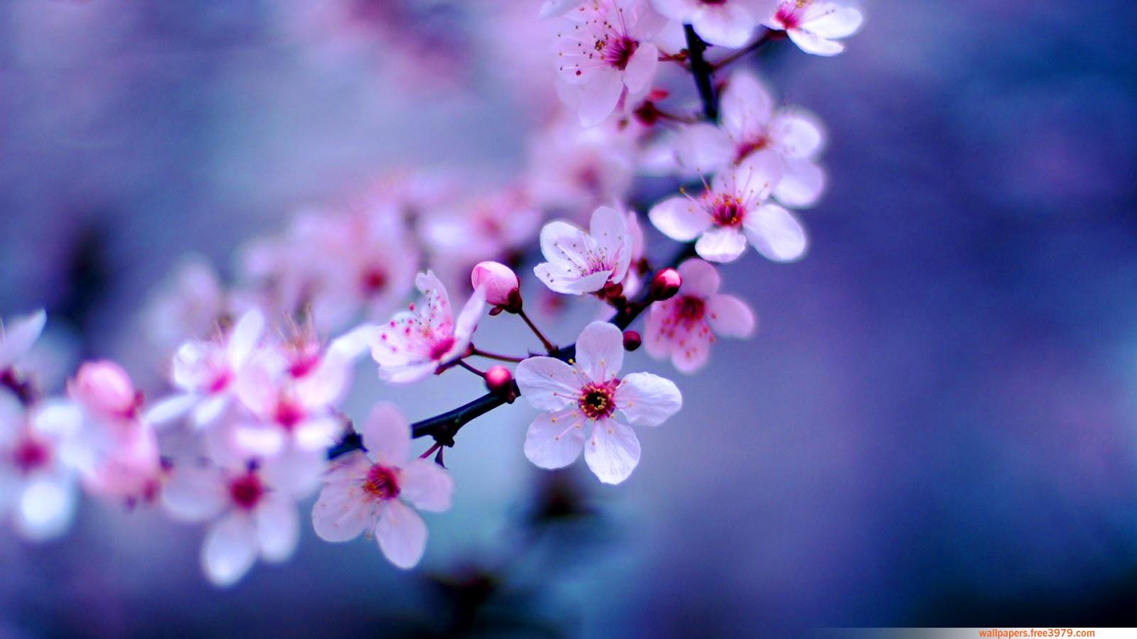 Peach Blossom Wallpapers - Wallpaper Cave