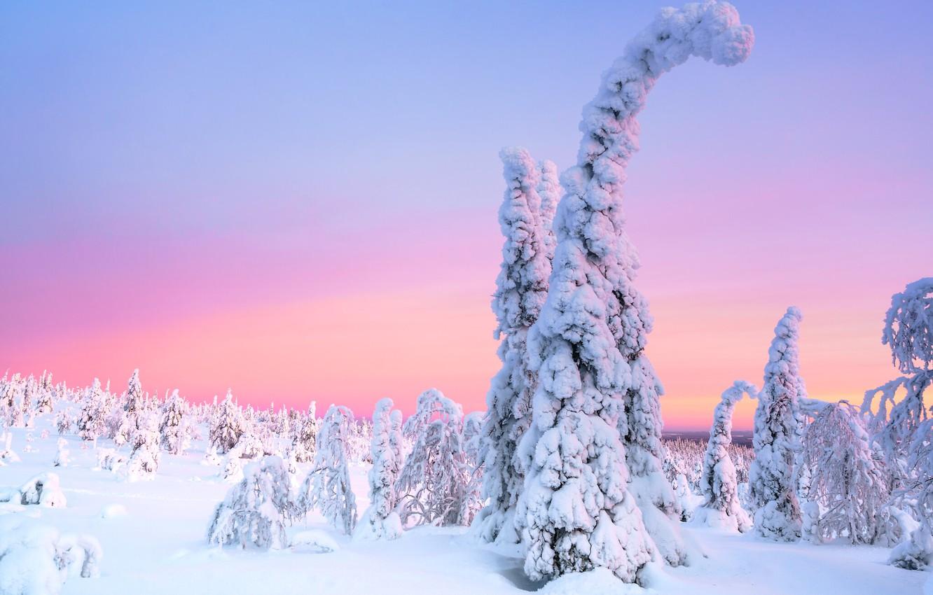Wallpaper winter, frost, forest, snow, trees, nature, morning, ate, winter, Christmas trees, snowy, pink sky image for desktop, section пейзажи
