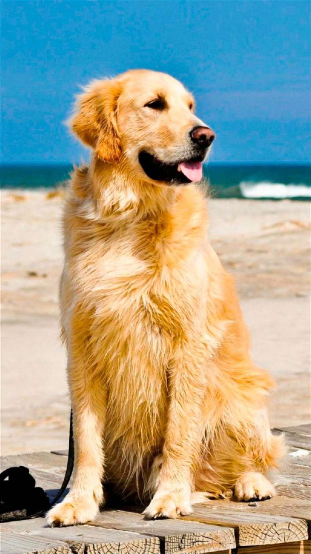 Cute Golden Retriever Beach Android .com
