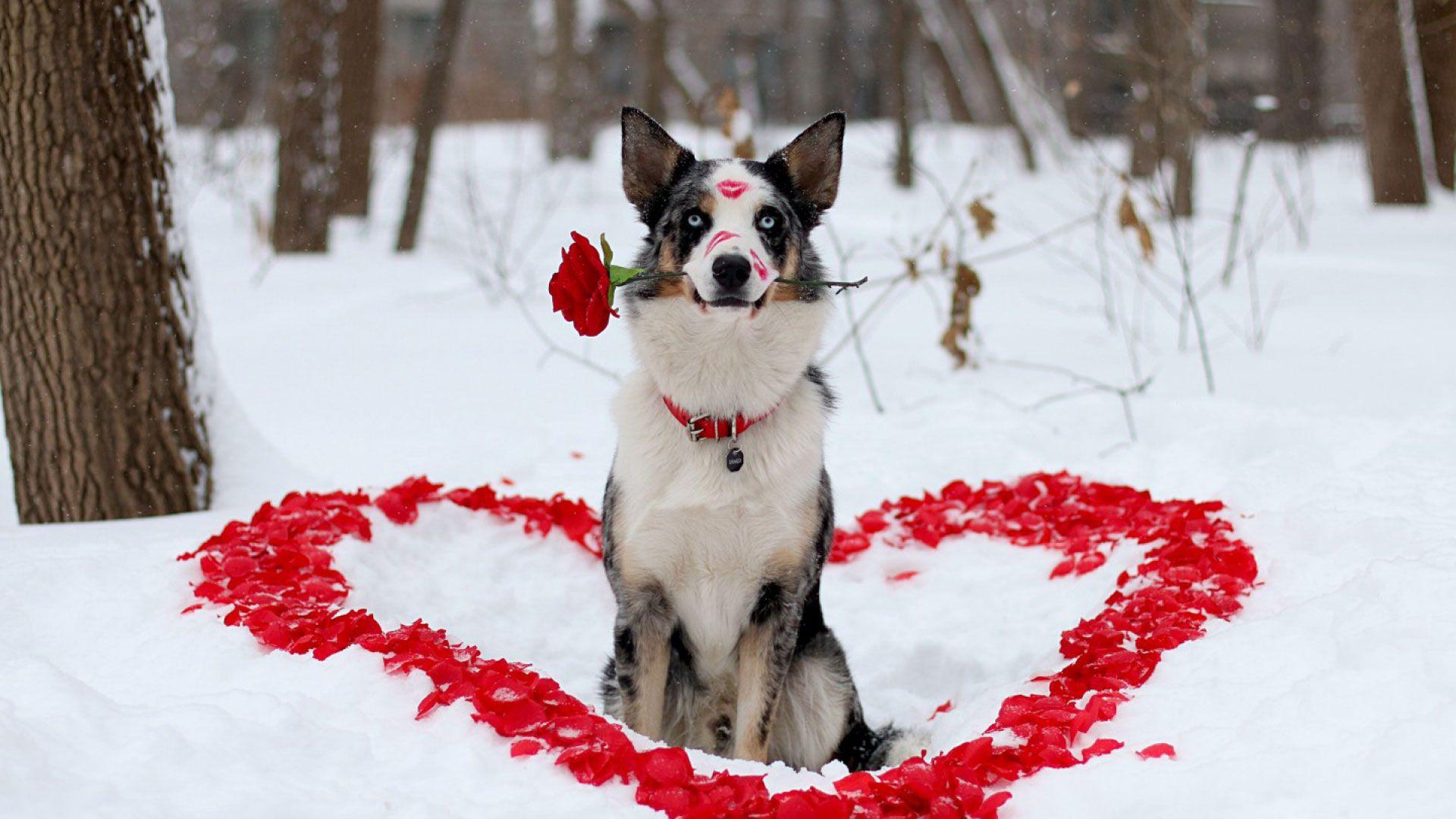 hd pics photo best stunning valentines day flower dog love heart rose petals rose flower lips HD quality desktop ba. Dog flower, Pretty dogs, Cat animal picture