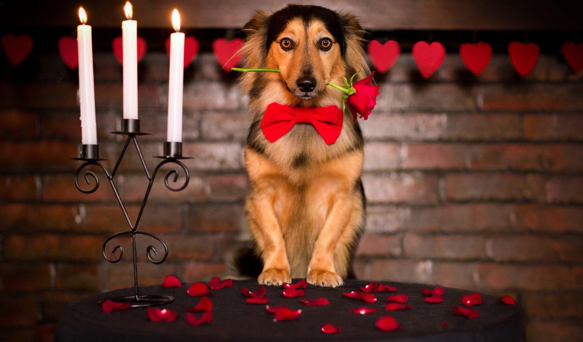 Rose friend dog love mood valentine valentines wallpaper