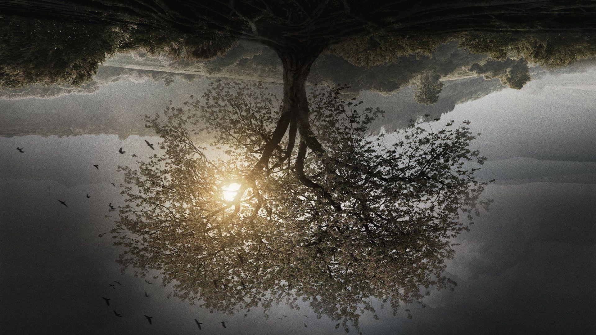 The Divergent Series Insurgent Tree. Movies, Movies online