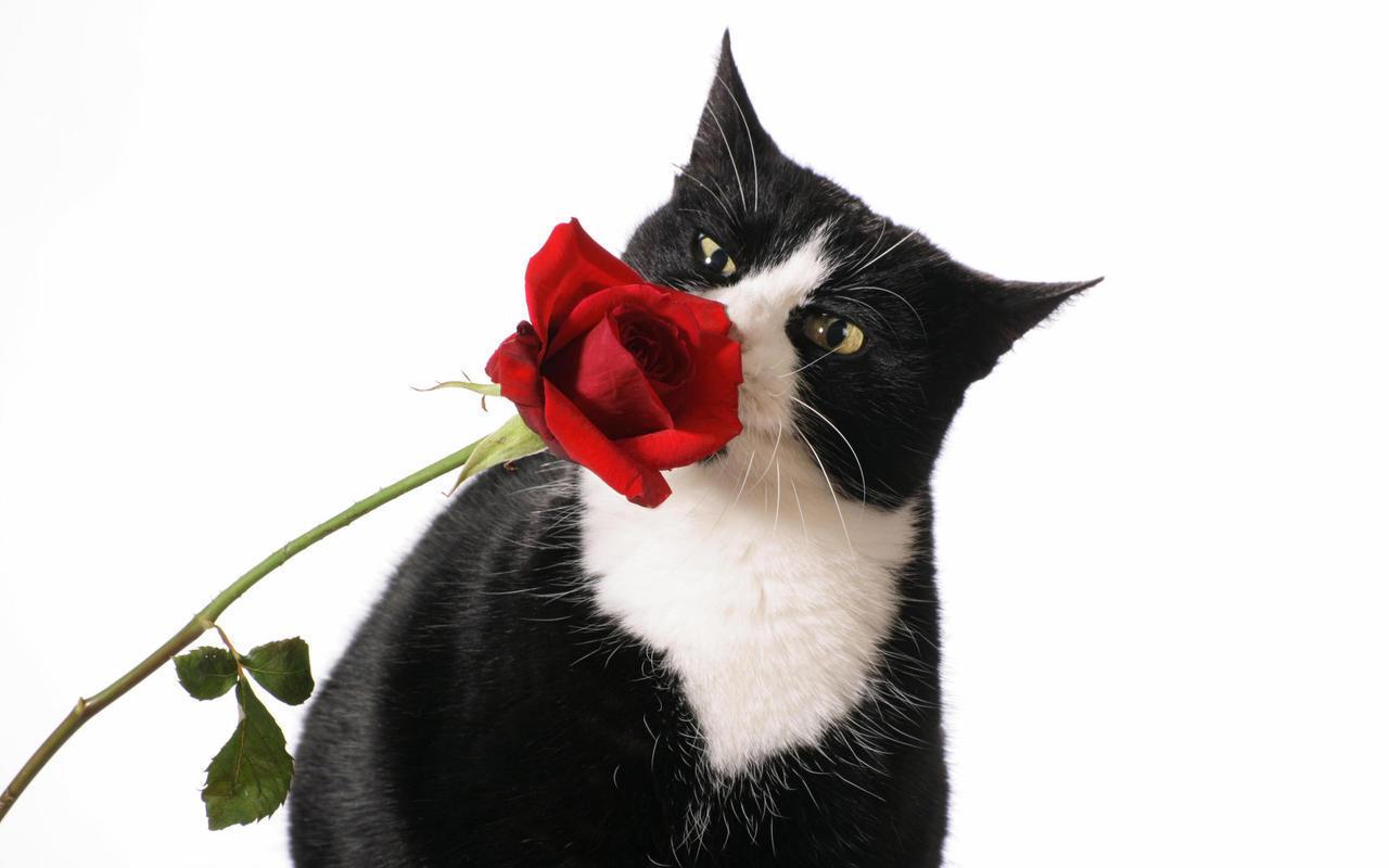 Cat Valentines Day Wallpapers - Wallpaper Cave