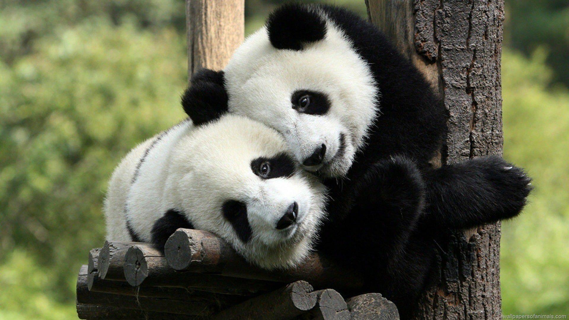 Two Cute Panda Relaxing Nature Wallpaper. Animal hugs