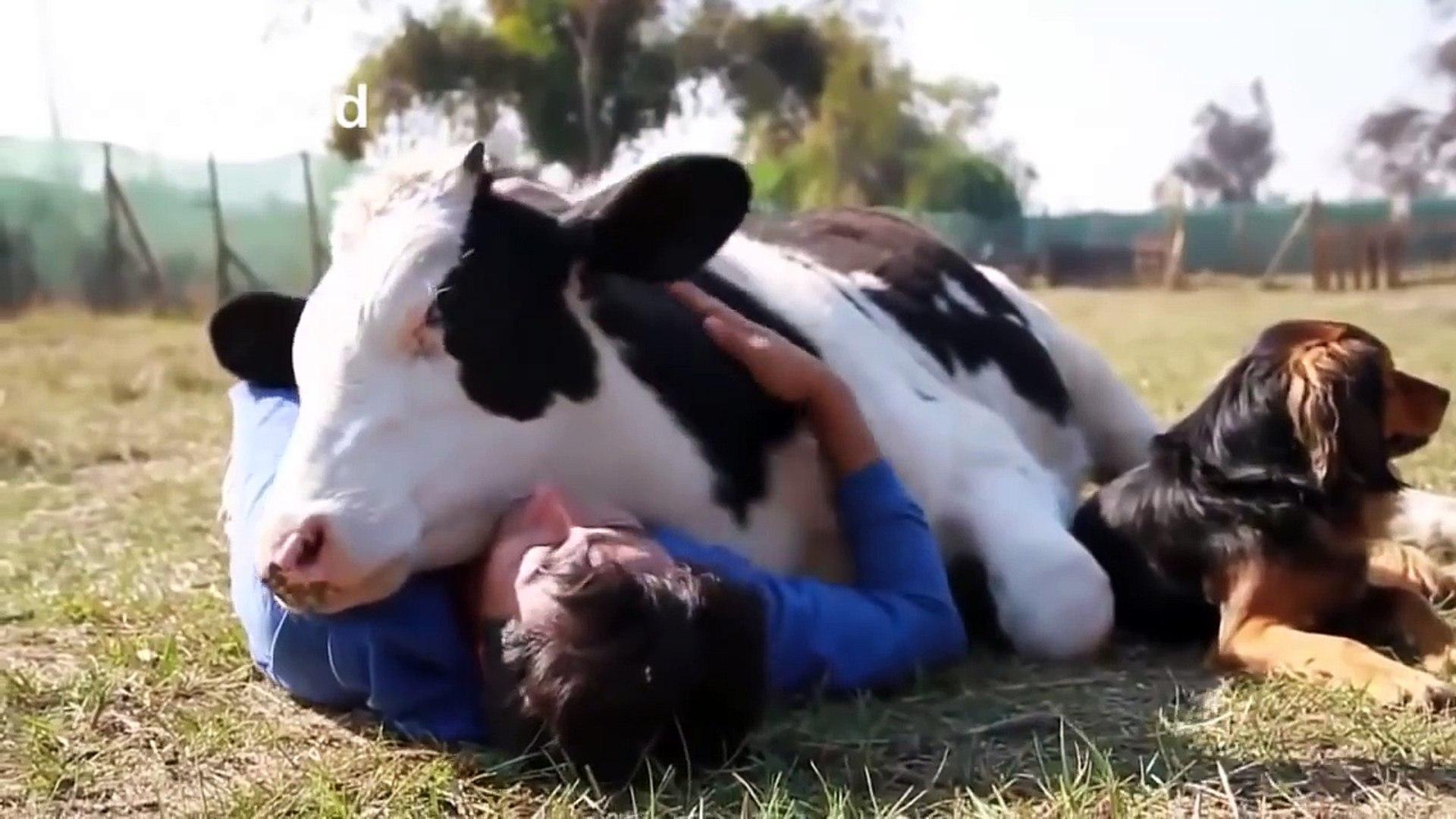 Animals Hugging Humans Hugs People Videos Hugs Human Compilation