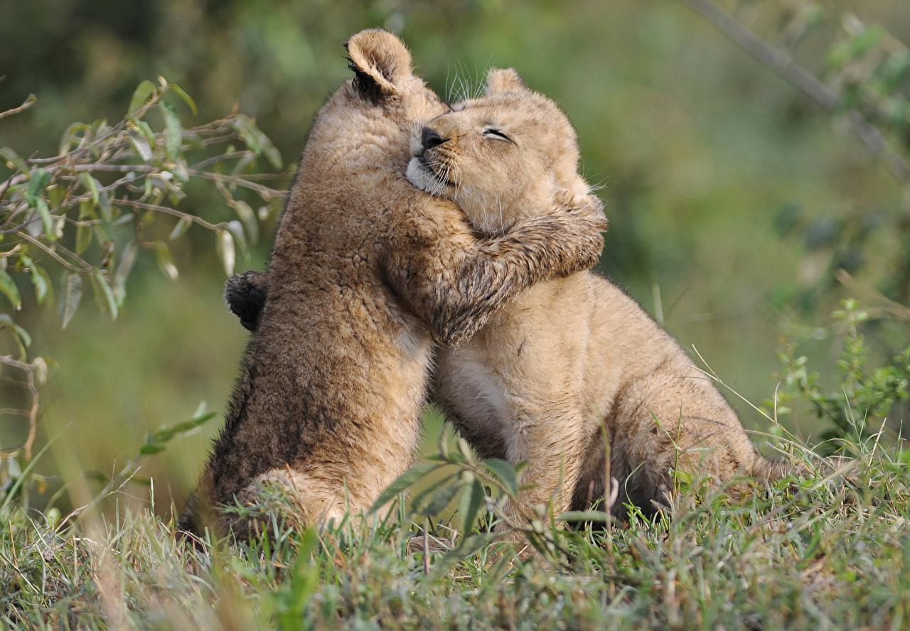 Wallpaper Lions Big cats Cubs Two hugs Grass Animals