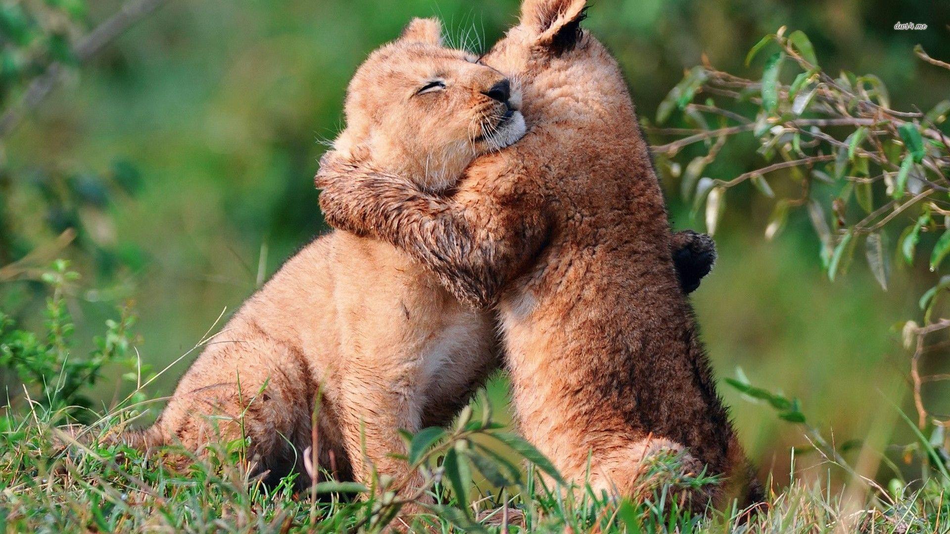 Hugging lion cubs wallpaper wallpaper