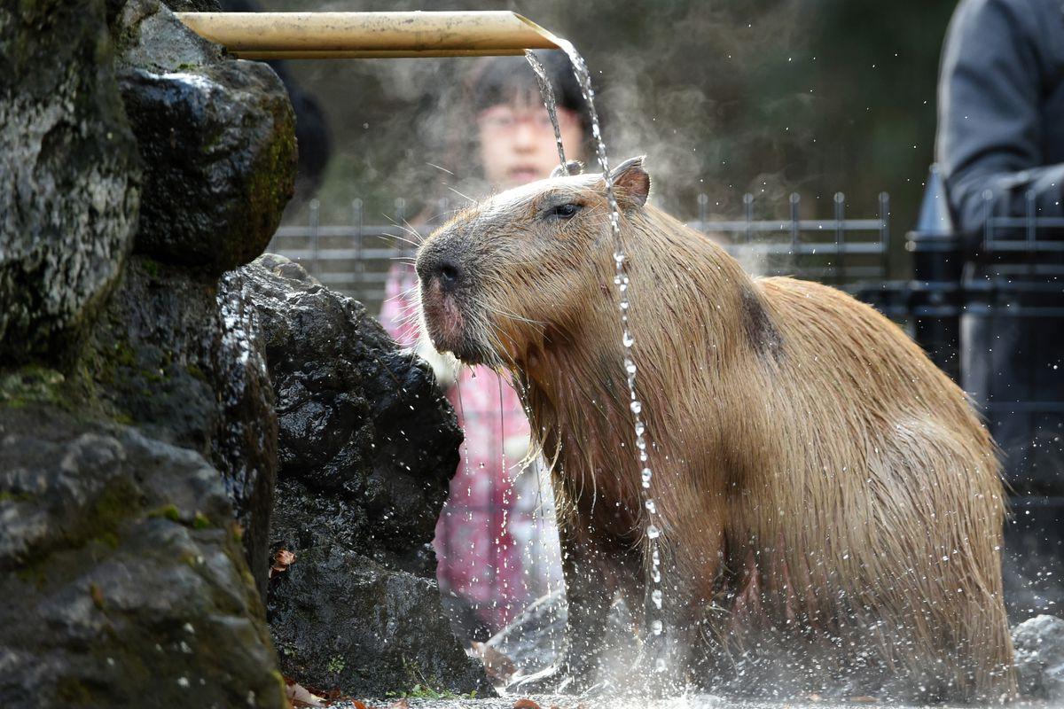 The Verge Review of Animals: the capybara