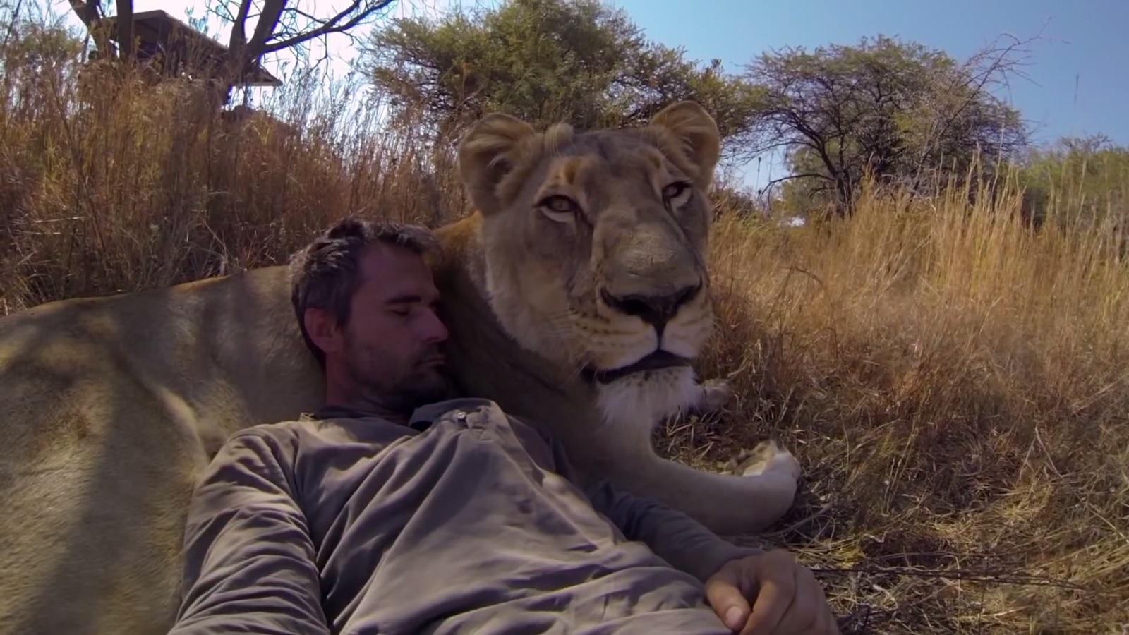 Man Tries to Hug a Wild Lion, You Won't Believe What Happens