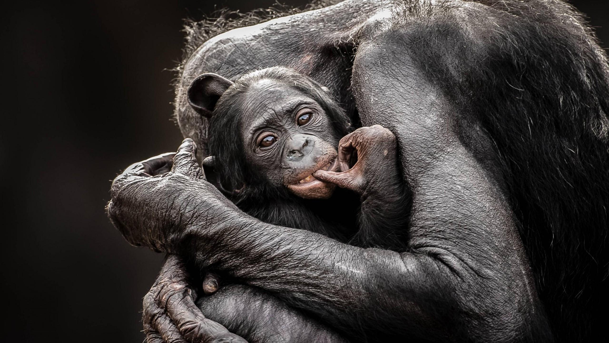 Wallpaper National Geographics, Monkey, Baby, Hugs, Animals