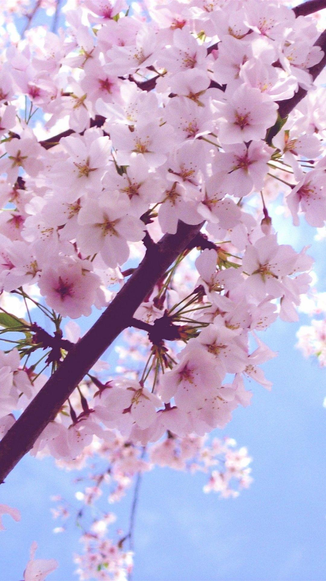 Popular Cherry Blossoms Wallpaper Design Model