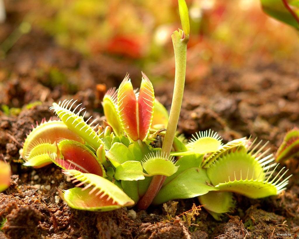 Carnivorous Plant Desktop 1920X1080 Wallpapers - Wallpaper Cave