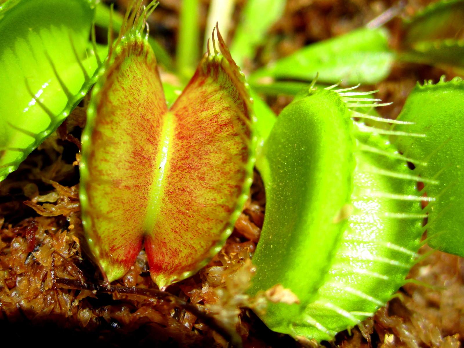 Carnivorous Plant Desktop 1920X1080 Wallpapers - Wallpaper Cave