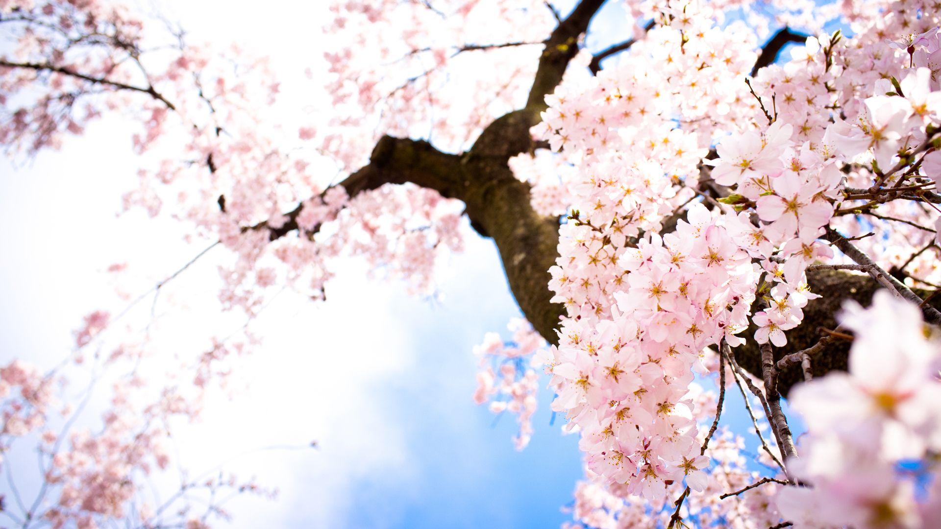 Bright Sakura. Cherry blossom wallpaper, Anime cherry blossom, Tree wallpaper phone