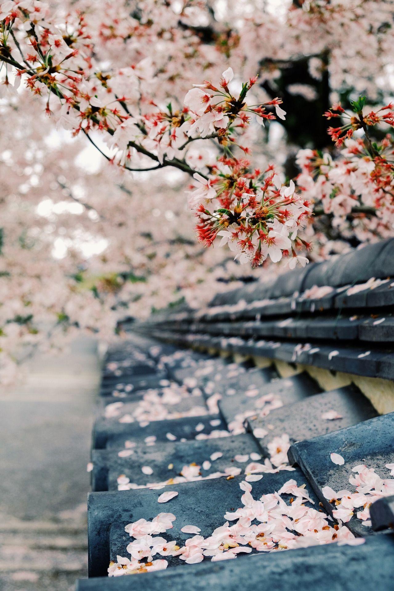 Cherry Blossom Cottage Wallpapers - Wallpaper Cave