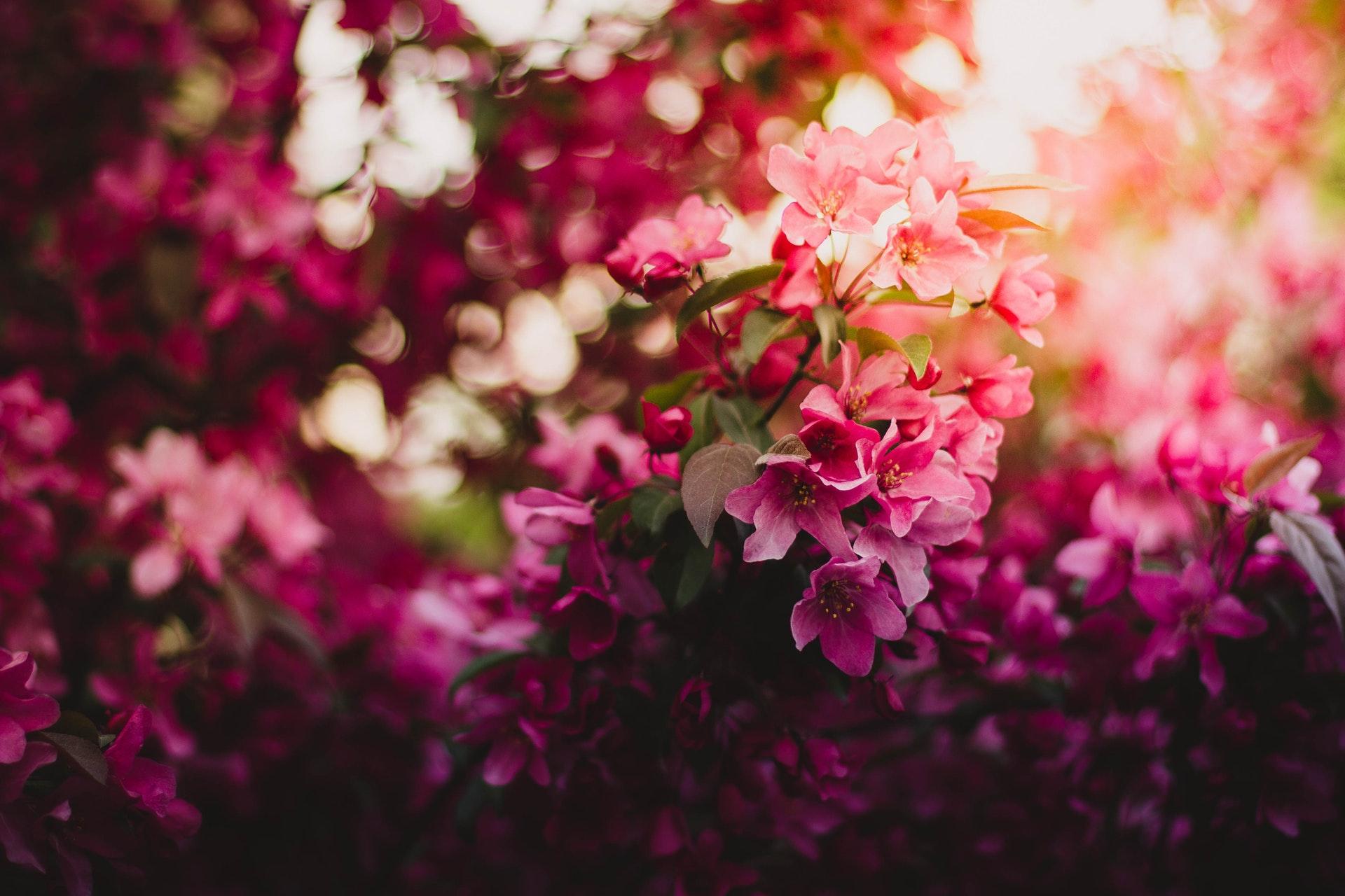 Pink Green and Purple Flowers during Daytime · 4K HD Desktop