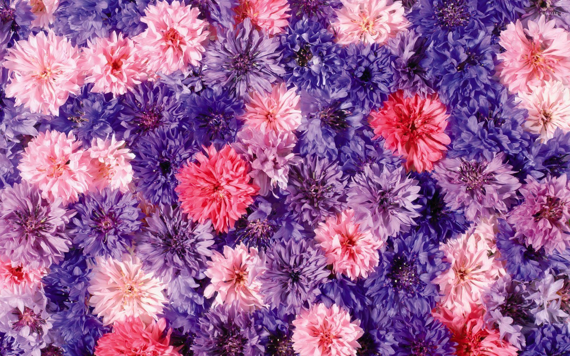 Pink and purple Chrysanthemums wallpaper wallpaper