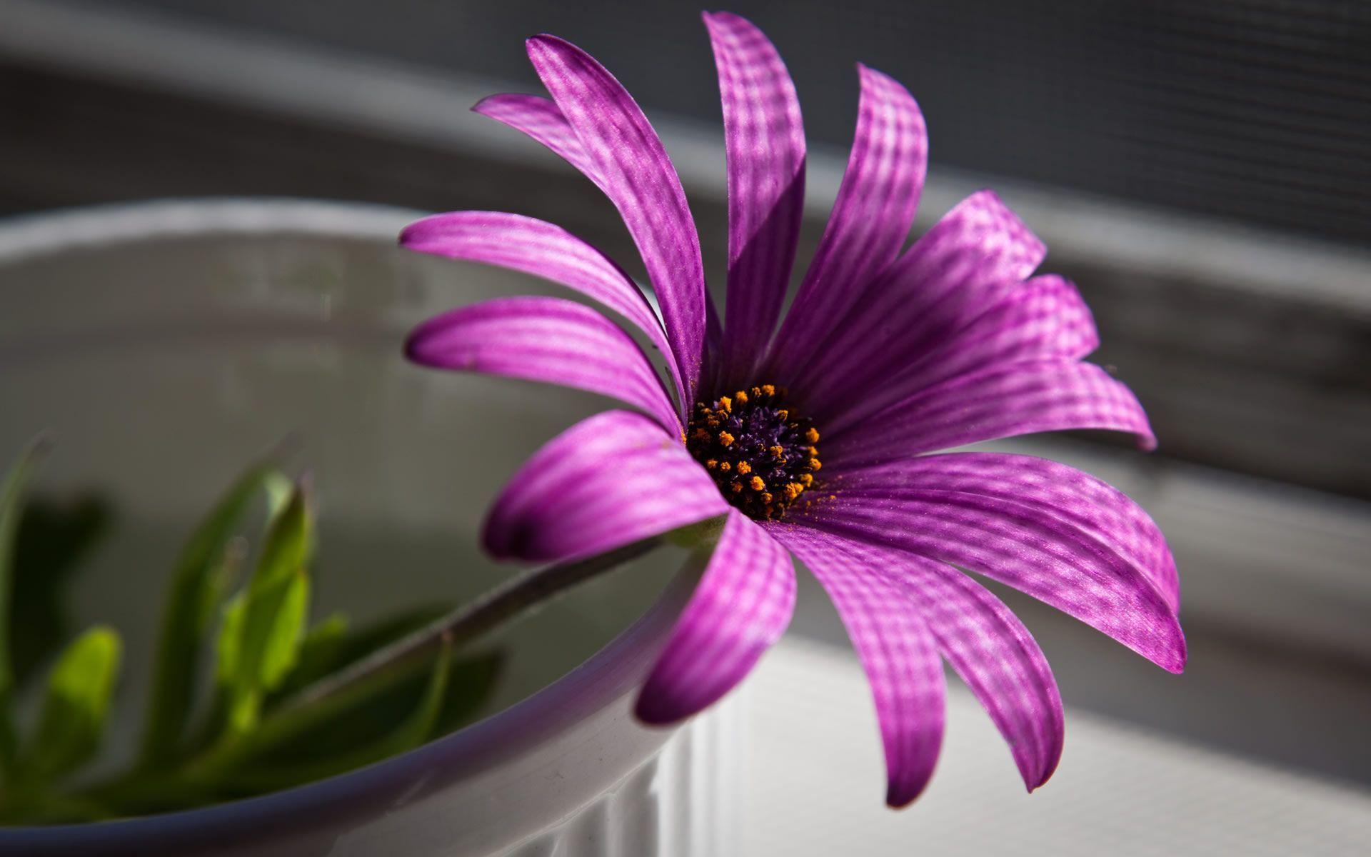 Purple Flower Desktop Wallpaper Free Purple Flower