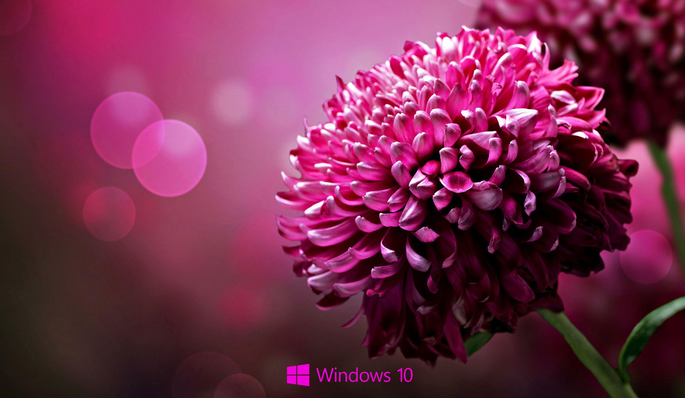 Desktop Background for windows 10 purple flower. Flower