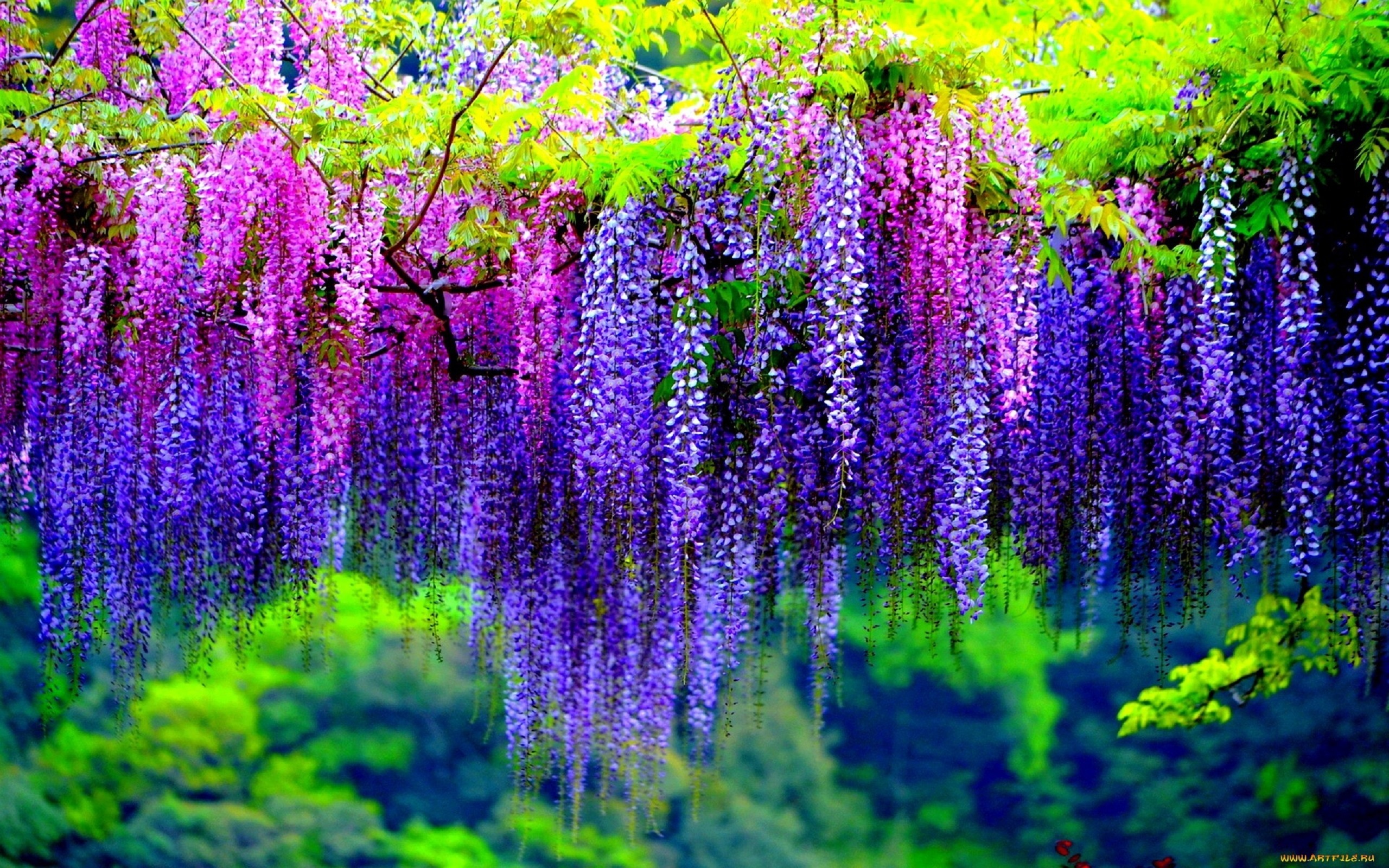 Wisteria Tree With Pink And Purple Flowers Wallpaper HD