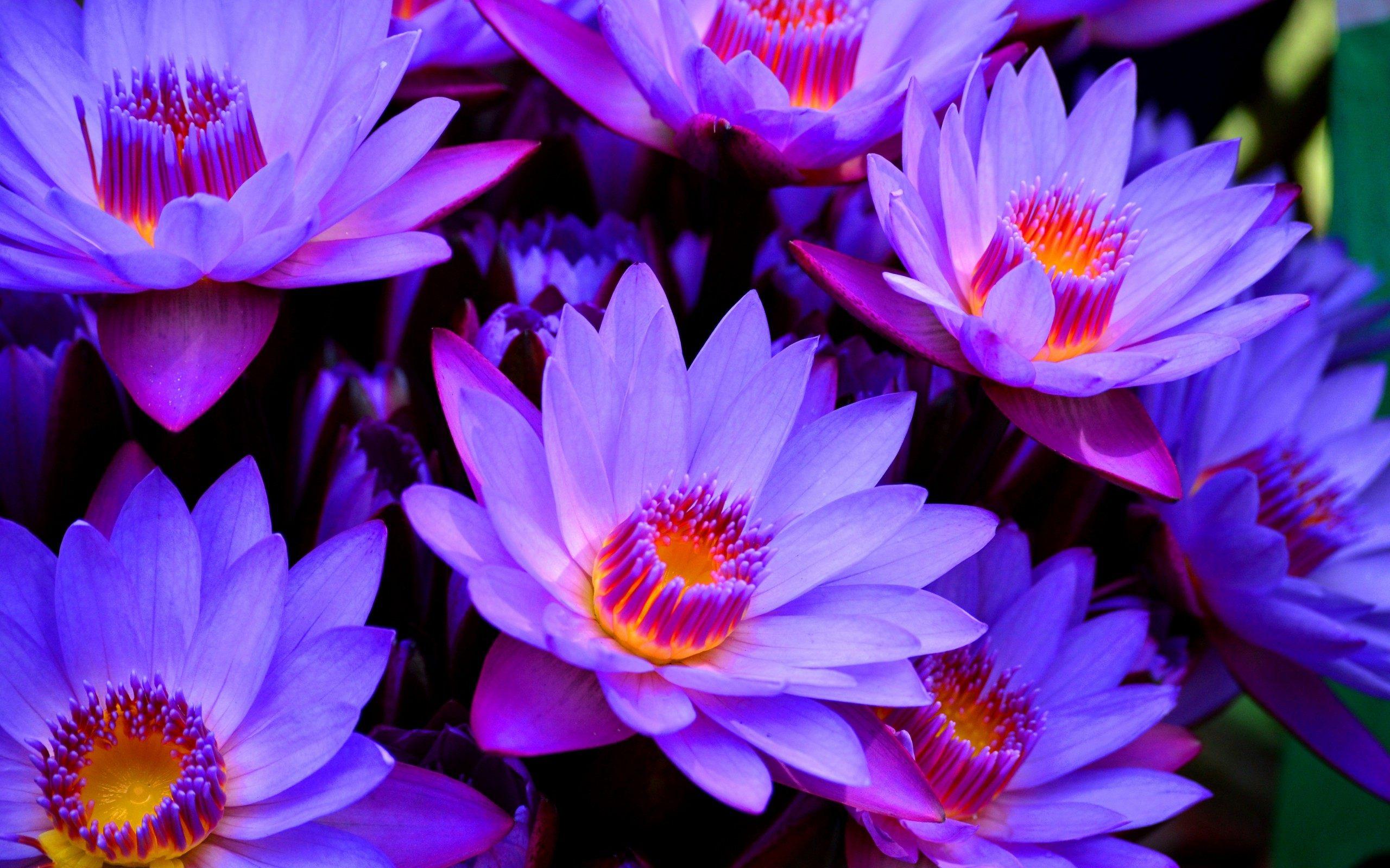 Purple Flower Background for Desktop