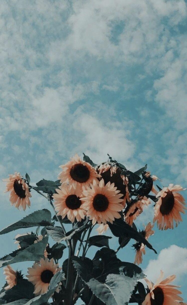 sunflowers iphone phone background aesthetic filters