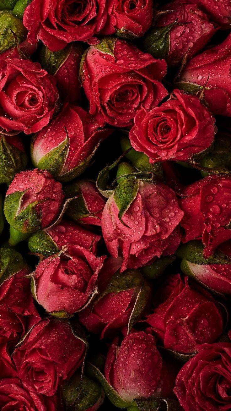 Red Roses Find more Cute Vintage wallpaper for your #iPhone +
