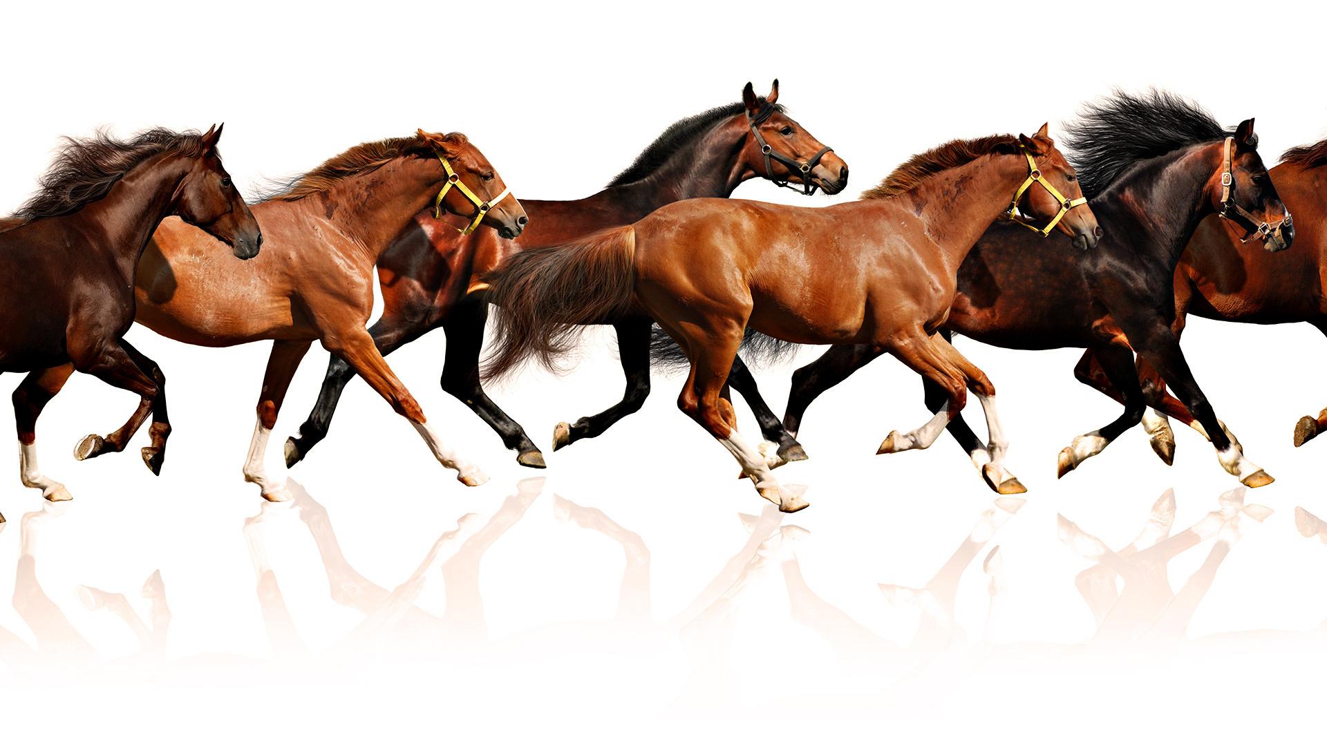Running Horses Wallpaper Wallpaper