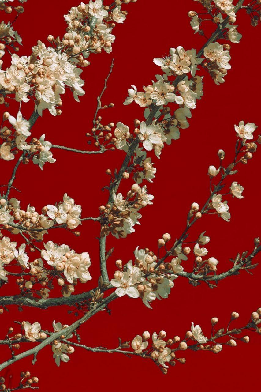 japanese aesthetic, wallpaper, red and white flowers