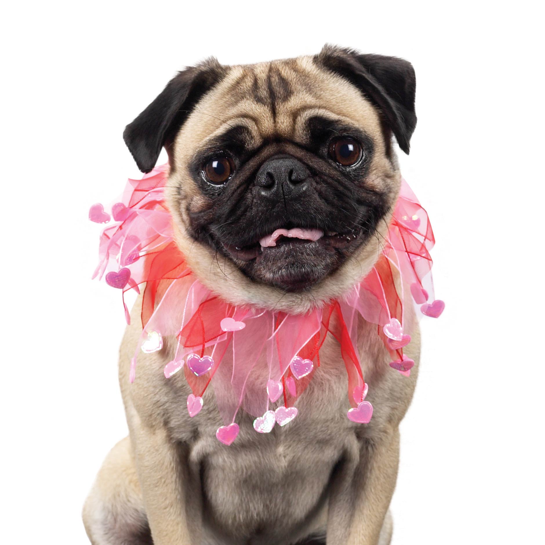 Valentine Pug dog photo and wallpaper. Beautiful Valentine