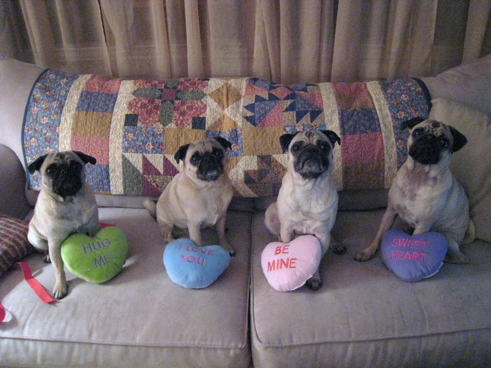 Nice Pug dogs Valentine's Day photo and wallpaper. Beautiful