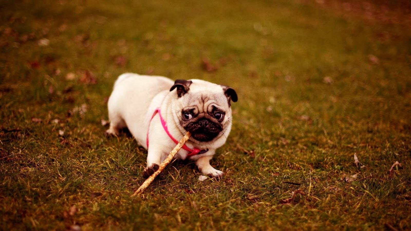 Free download pug playing wallpaper desktop pug puppies