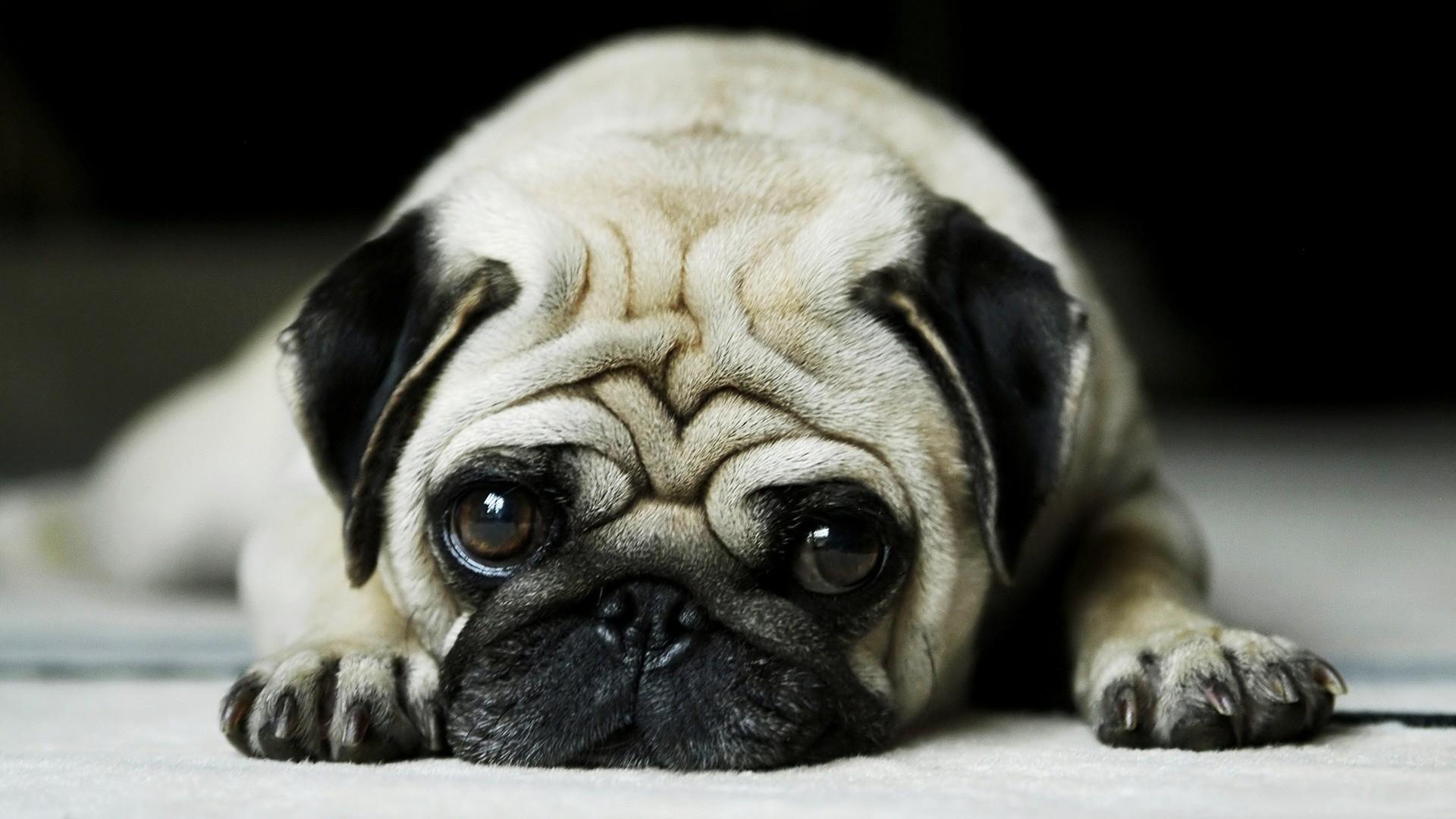 Funny Pug Picture Wallpaper