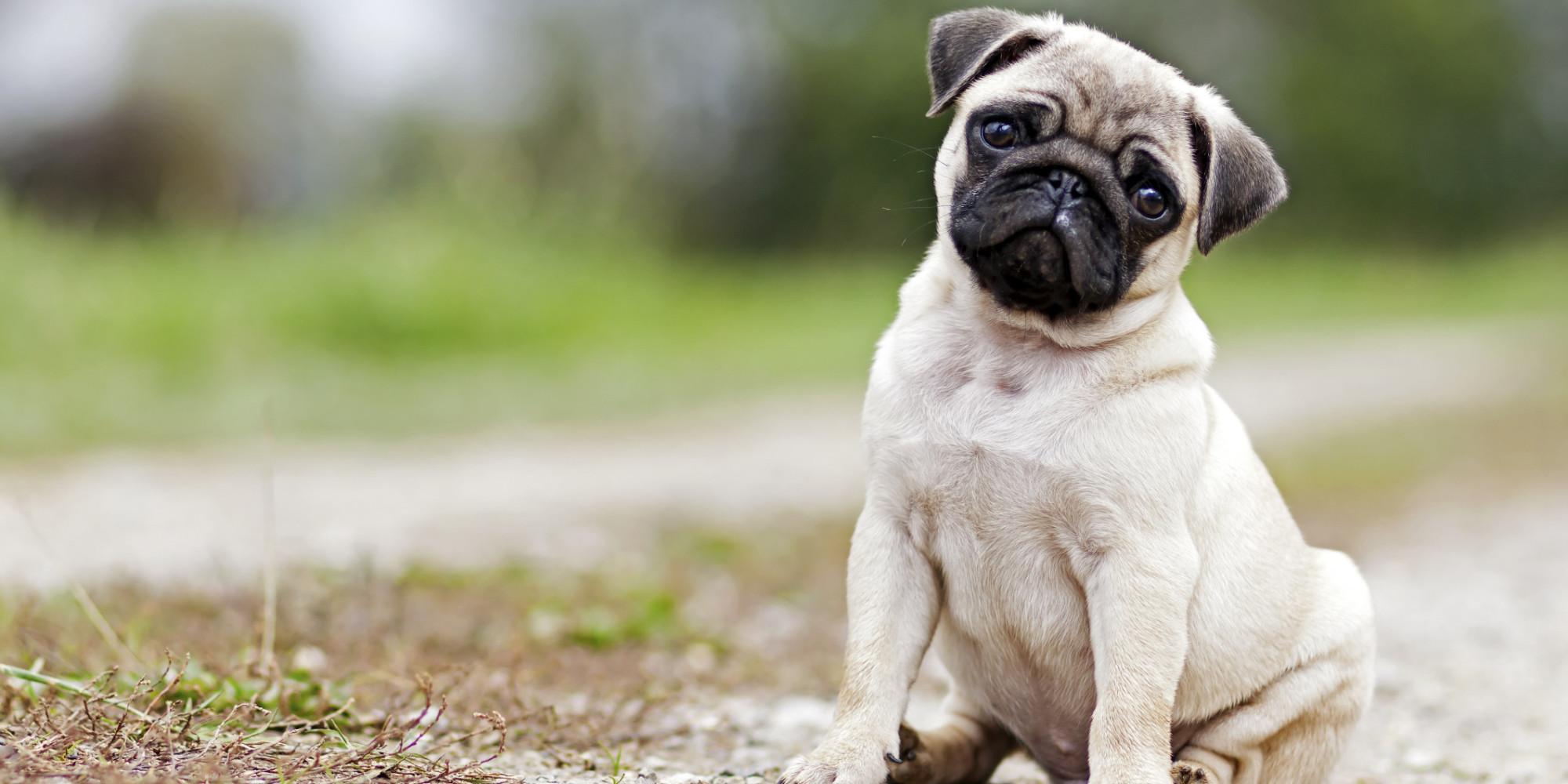 Pug wallpaper, Animal, HQ Pug pictureK Wallpaper 2019