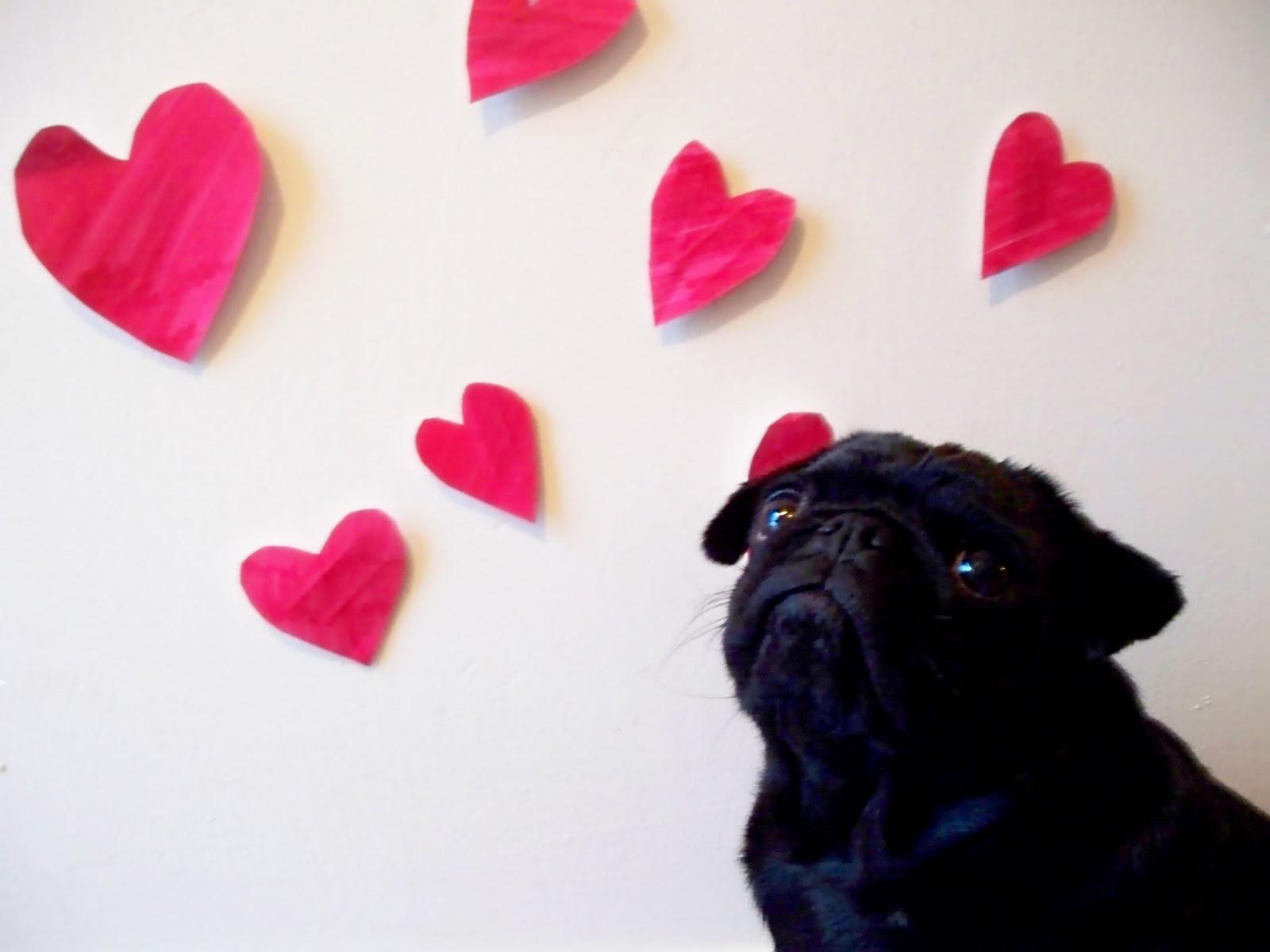Oisín the Pug: Happy Valentine's Day