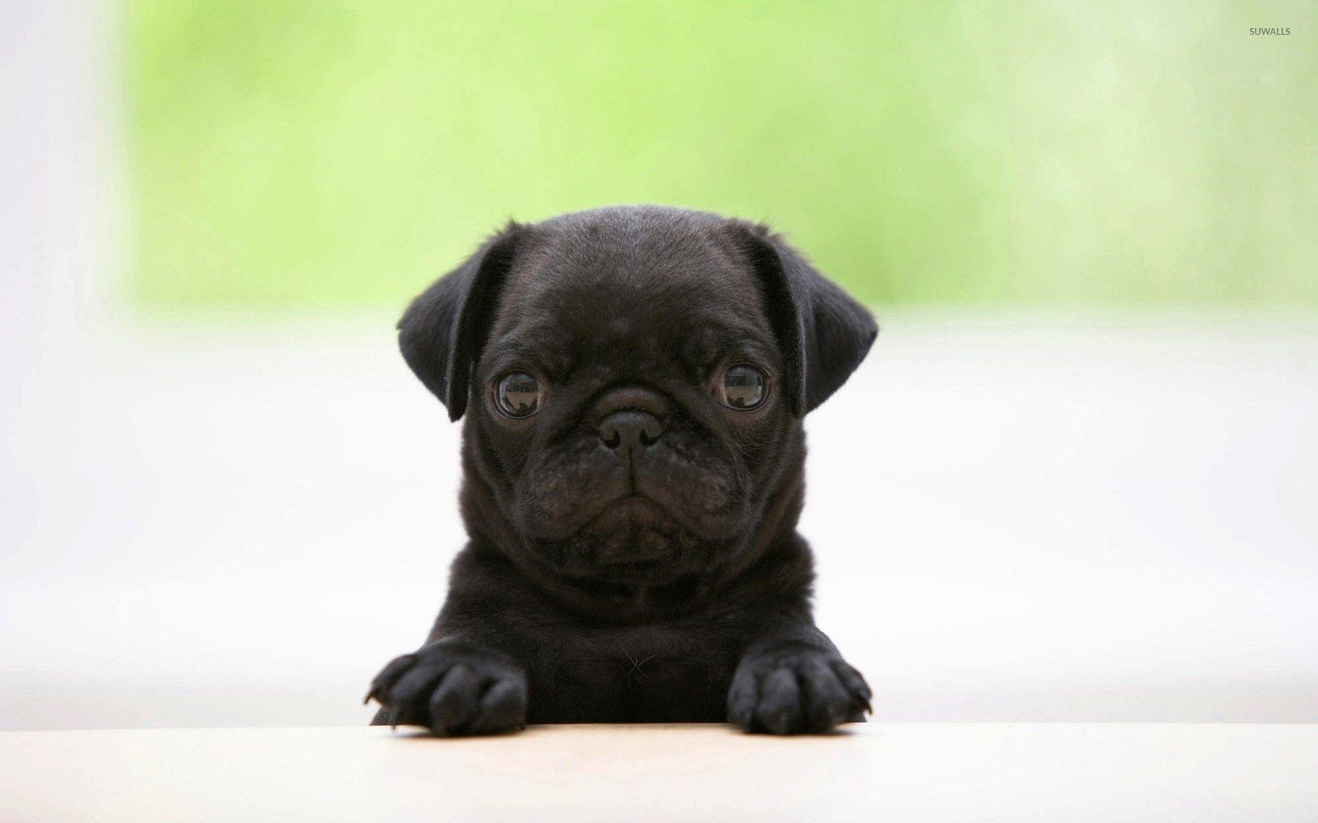 Adorable Black Pug Wallpaper Pug Puppy, HD