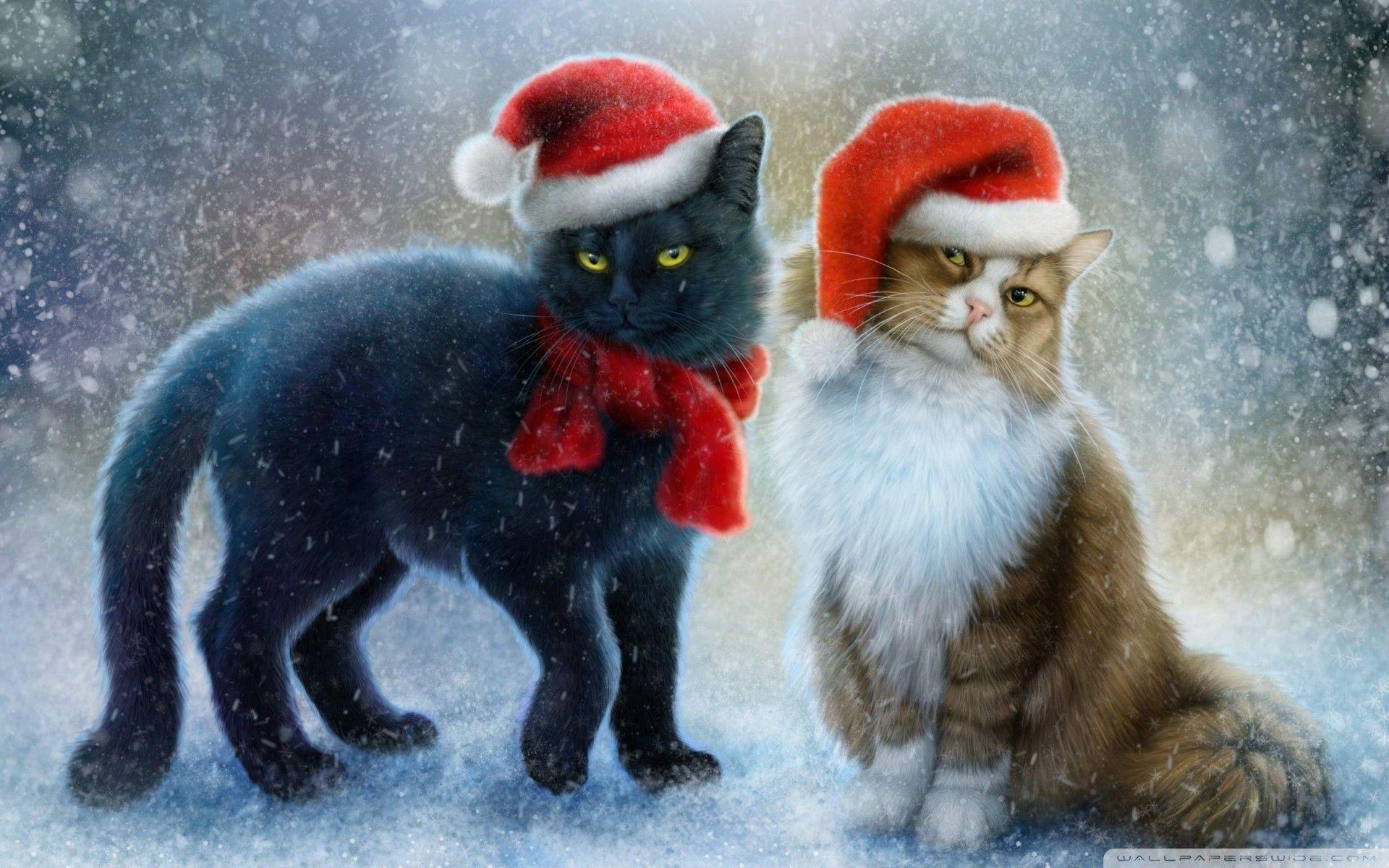 Cute Christmas Cat Wallpaper Free Cute Christmas Cat Background