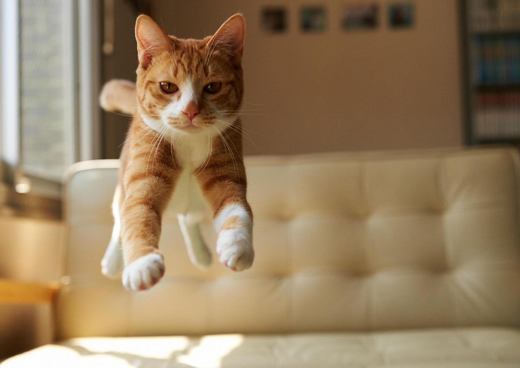 Cute Valentines Cat Wallpapers Wallpaper Cave Cute valentines cat wallpapers wallpaper cave