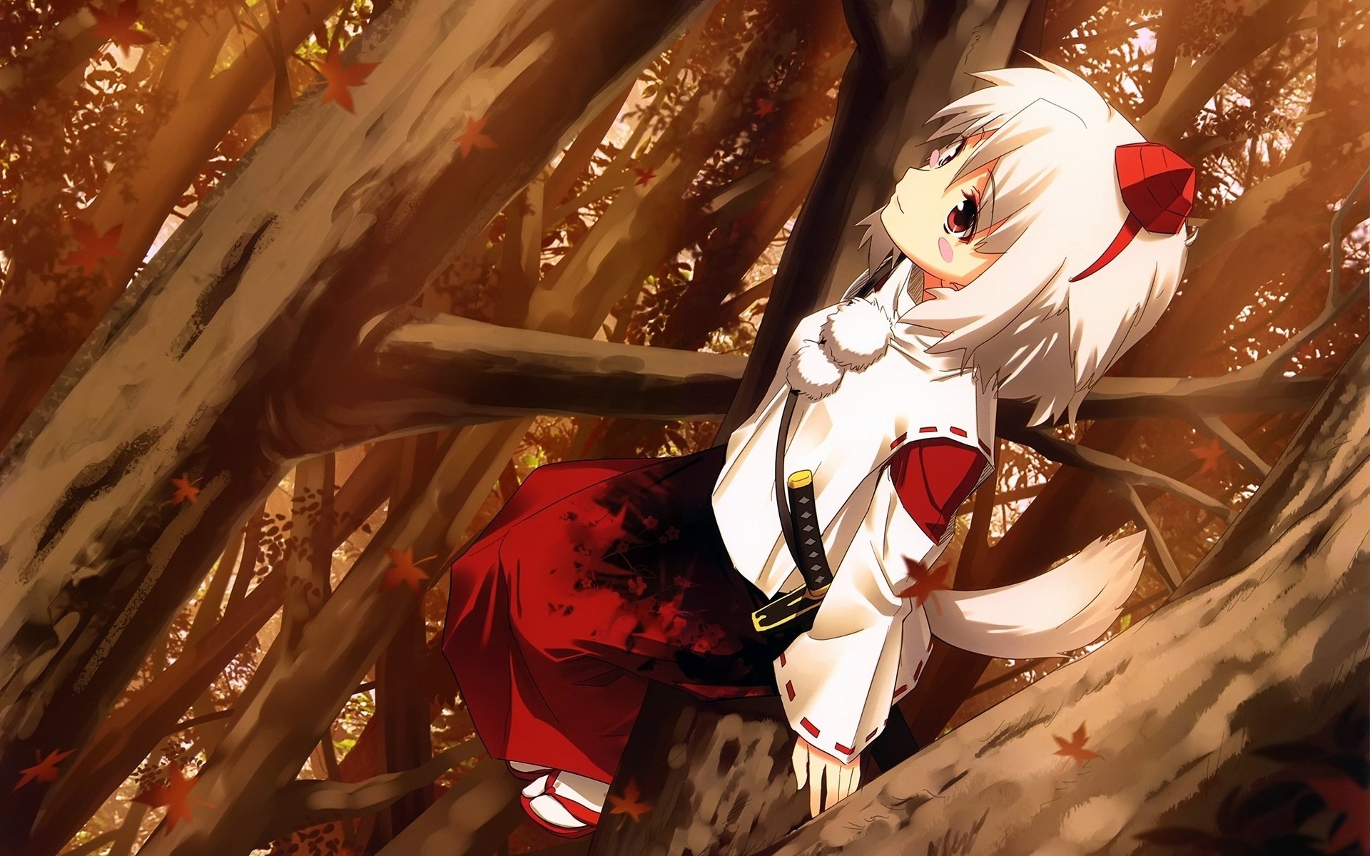 Anime Girl With White Wolf Ears And Tail HD wallpaper