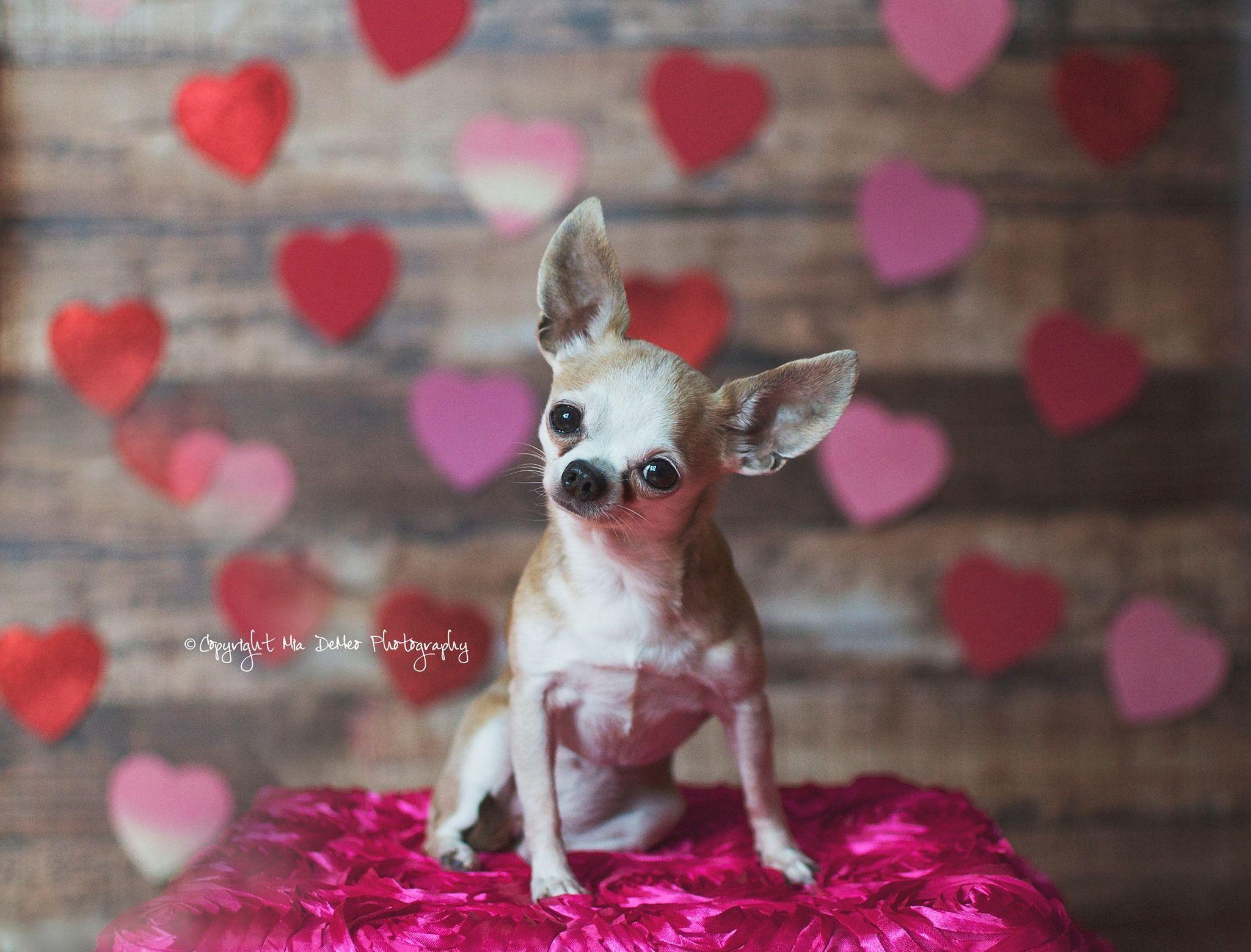 Teacup #chihuahua valentines day photo