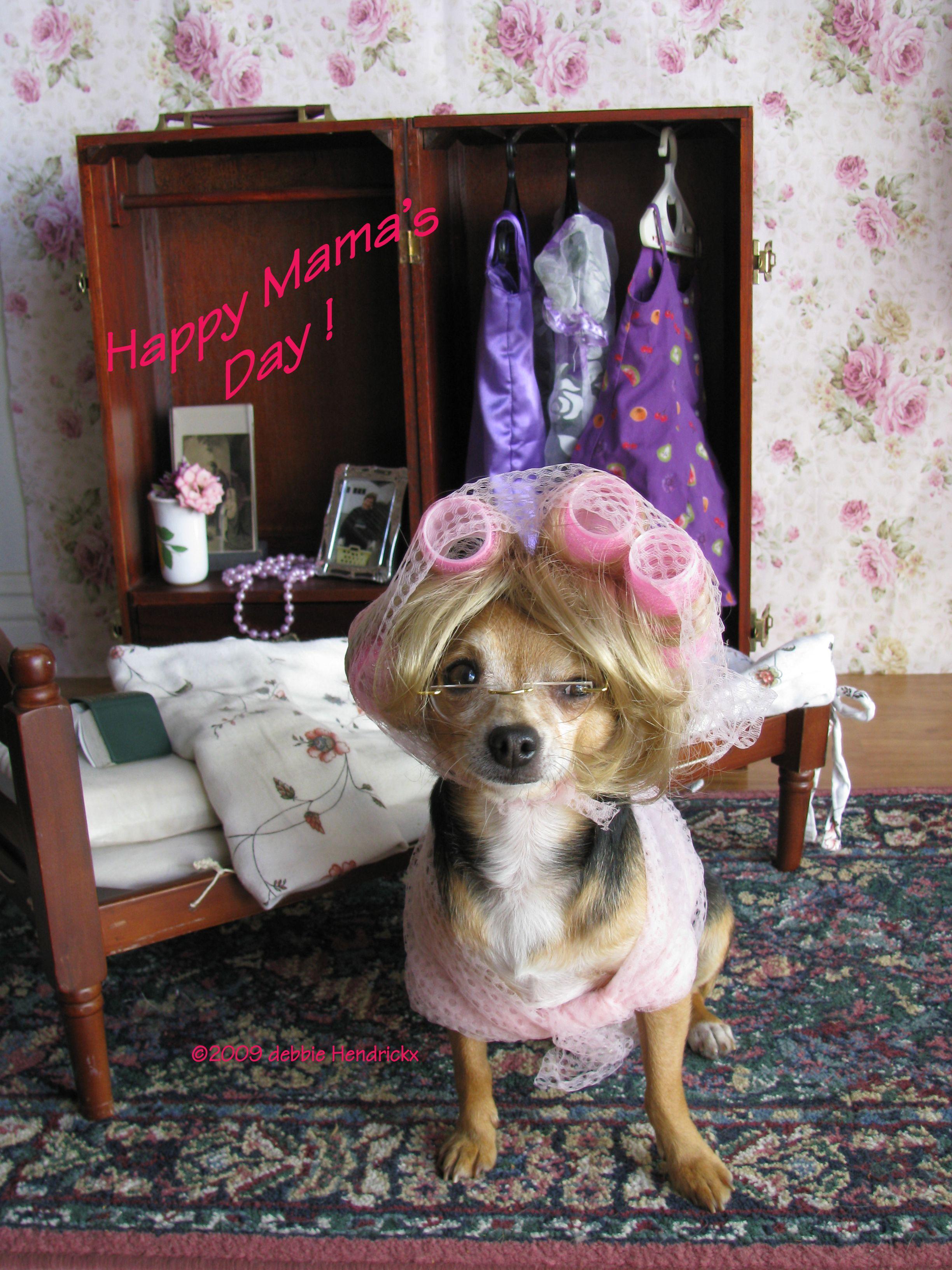 Happy mother's Day ! from Billie Valentine, Chihuahua