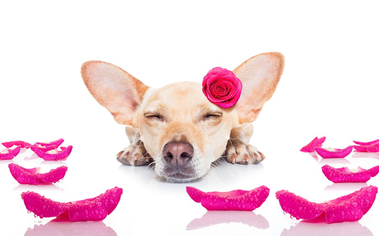 Photo Chihuahua dog Roses Sleep Petals animal