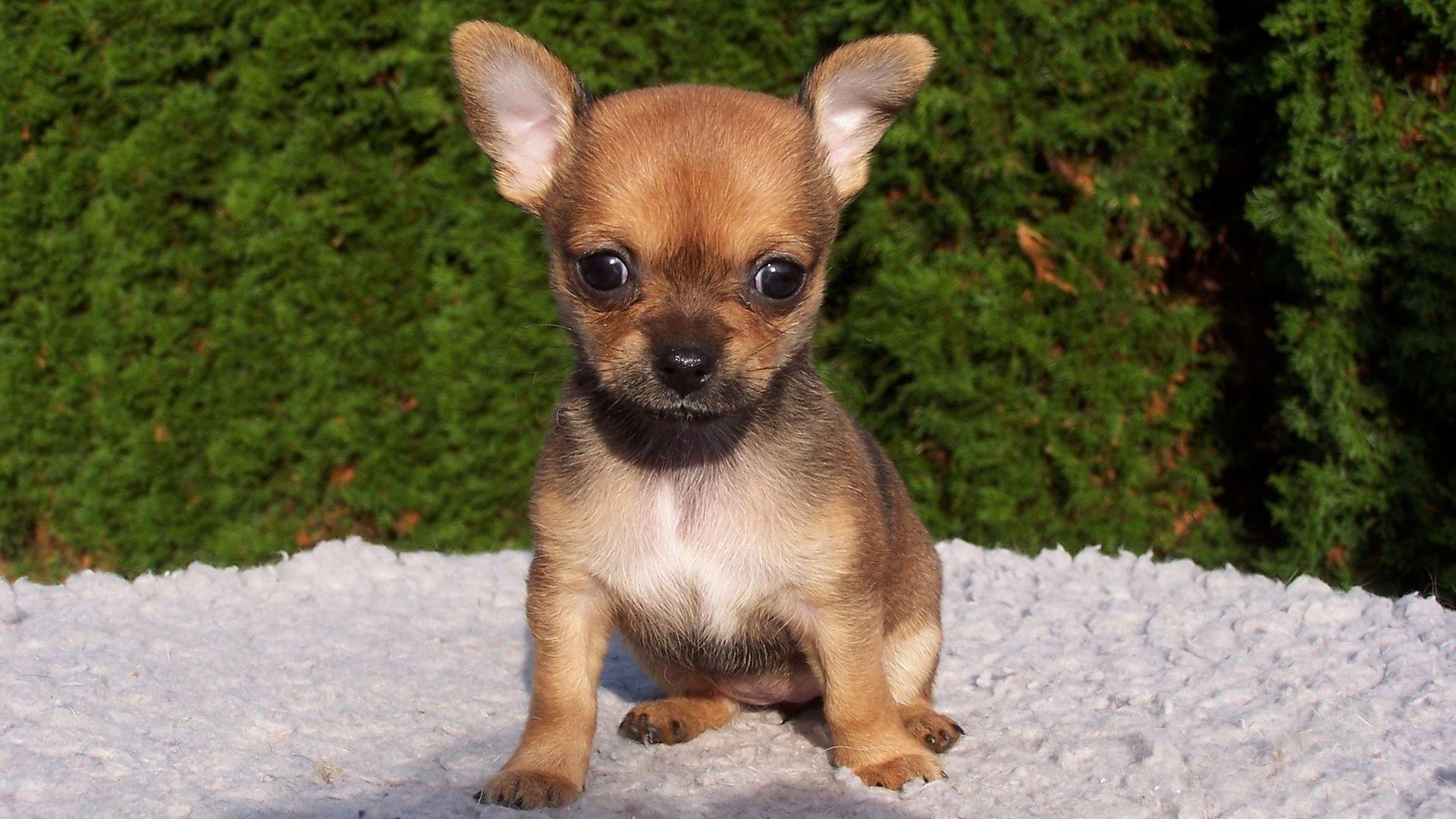 Cute Chihuahua Wallpaper