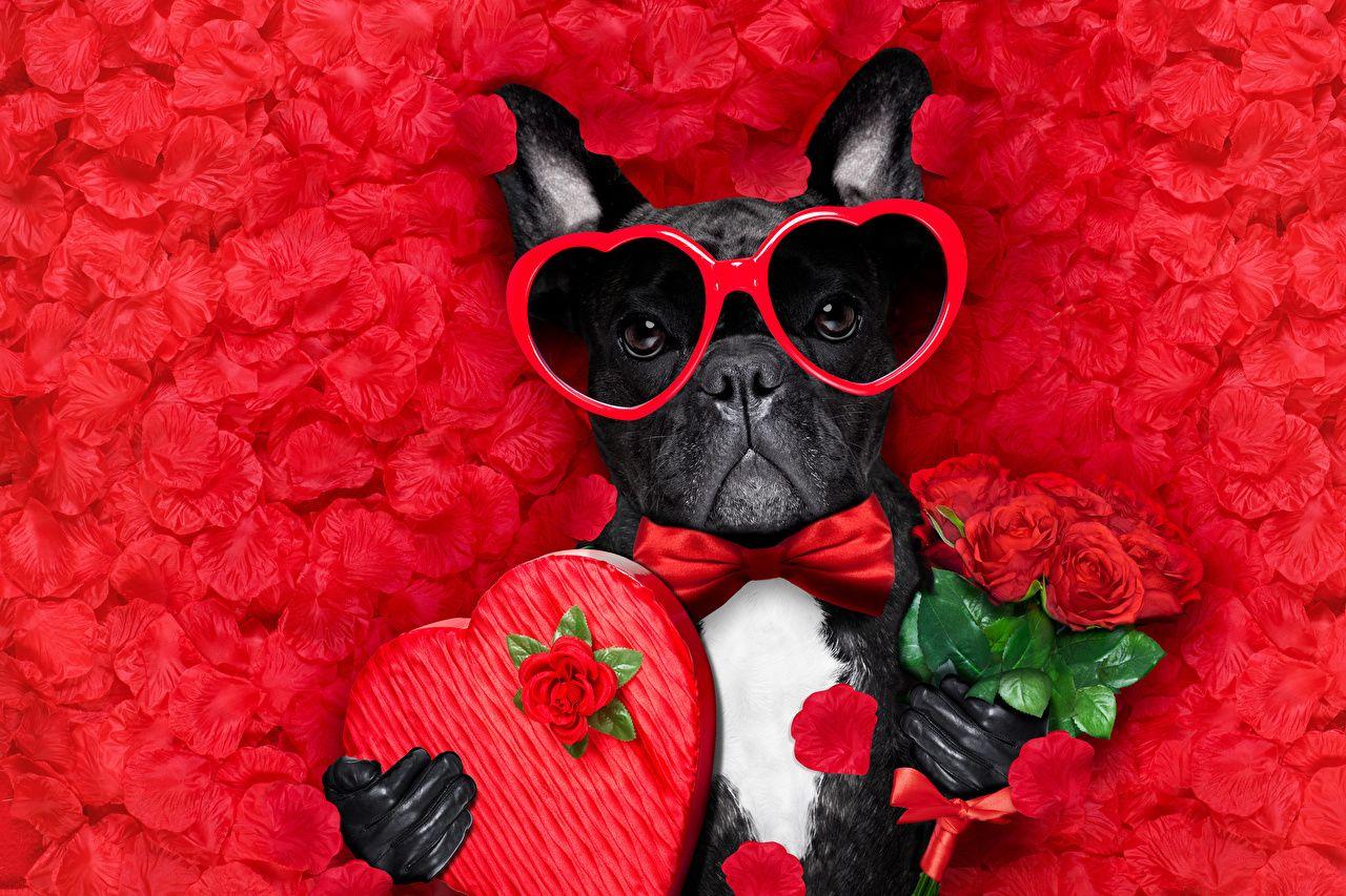 Wallpaper Bulldog Valentine's Day Dogs Heart Bouquets Roses Petals Bow tie eyeglasses Animals Red backgroun. Valentines day dog, Dog valentines, Animal valentine