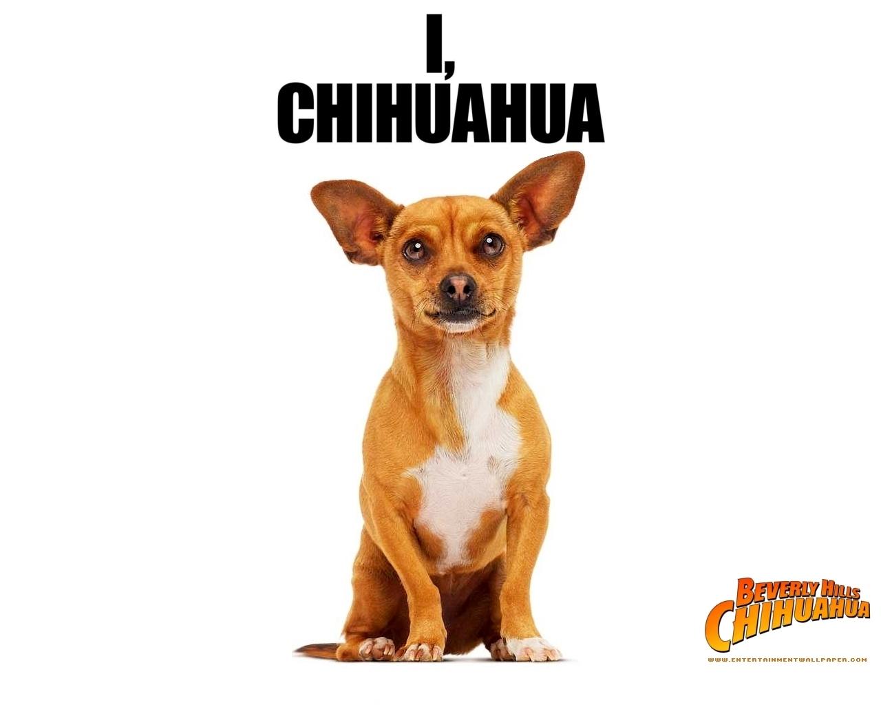 Beverly Hills Chihuahua Wallpaper 16728146
