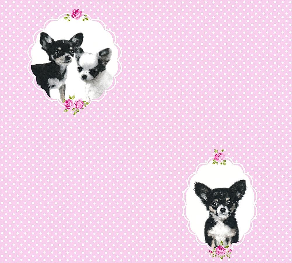 Kids Wallpaper Chihuahua Dogs Rose White 35851 1