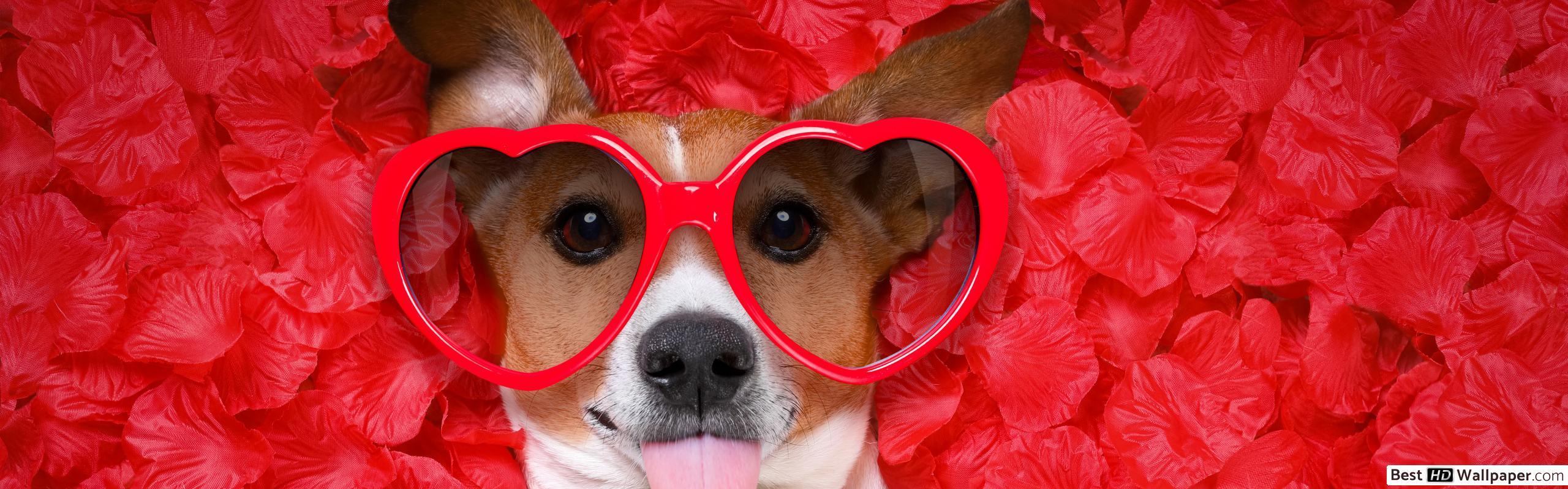 Valentine's day dog in heart glasses HD wallpaper