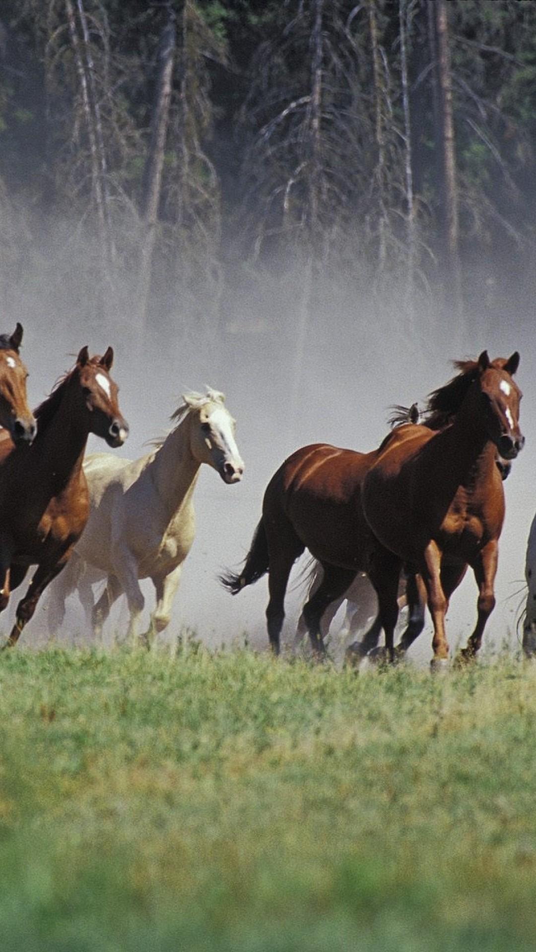 Seven Running Horses HD Wallpaper iPhone 6 / 6S Plus