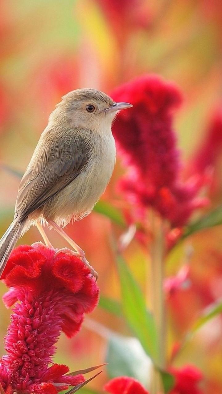 Flowers and Birds Wallpaper for Desktop and Mobile 720x1280